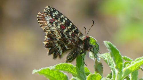 Réf. 322 231 : Zerynthia polyxena